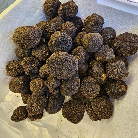 Fresh Black Winter Truffle (Grade A)